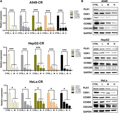 Cinnamomi ramulus inhibits cancer cells growth by inducing G2/M arrest